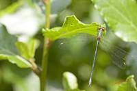 Cjp_2009_07_23_171457 (3).jpg